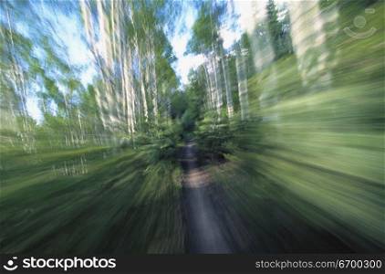 Blurred view of a cyclist racing on a trail in a forest