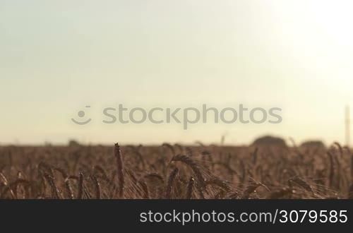 Blurry couple in love holding hands while standing face to face in wheat field in sunset light. Foreground ripened spikes of golden wheat. Romantic couple enjoying leisure together, holding hands in the middle of meadow.