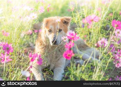 Blurry dog and flower for background