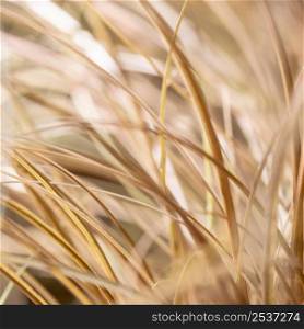 blurry dry grass leaves outdoors