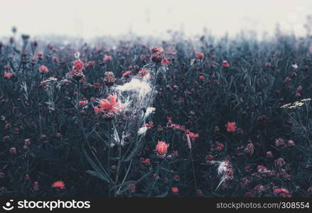 Blurry floral background - morning mist over a wild flowering meadow closeup. Selective focus, vintage colored filter.. Misty Wild Flowering Meadow