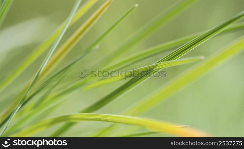 blurry green grass leaves