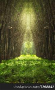 Blurry image of imaginary tree tunnel