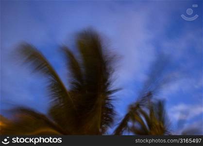 Blurry Palm Fronds