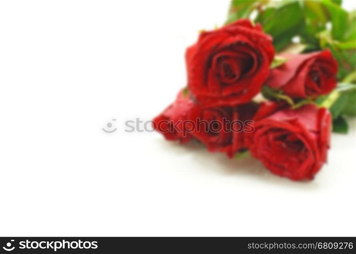 blurry rose picture for valentine day background