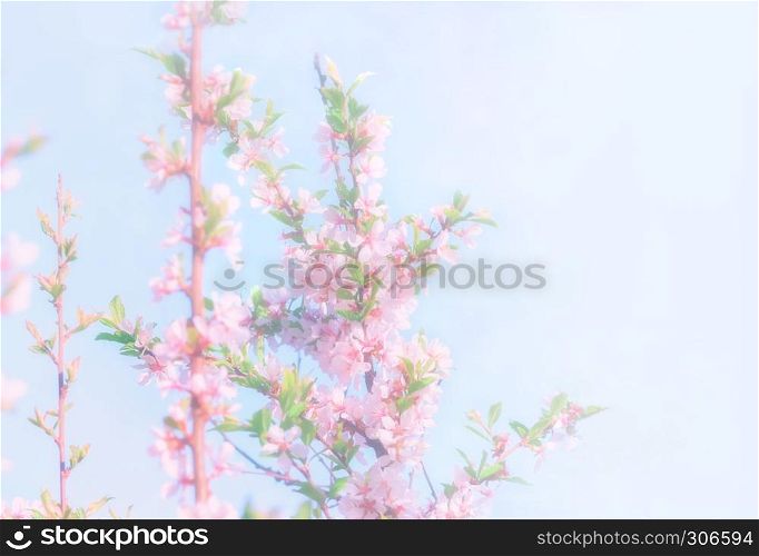 Blurry spring floral background - blooming branches of chinese cherries on a light blue background. Defocused, space for copying.. Blurry Spring Floral Background