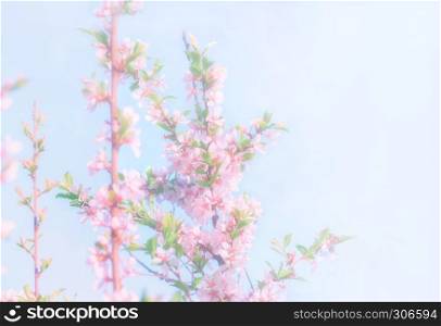 Blurry spring floral background - blooming branches of chinese cherries on a light blue background. Defocused, space for copying.. Blurry Spring Floral Background