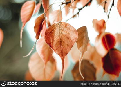 bo leaf bo tree leaves foliage