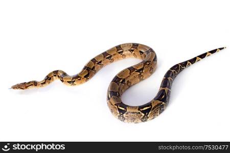 Boa constrictor in front of white background