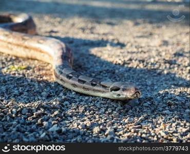 Boa constrictor snake, sliding over gravel in shadow