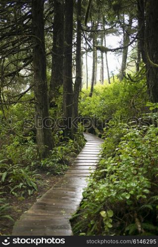 Boardwalk in a forest, Pacific Rim National Park Reserve, British Columbia, Canada