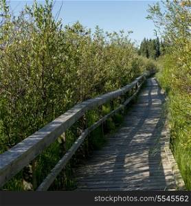 Boardwalk in a forest, Riding Mountain National Park, Manitoba, Canada