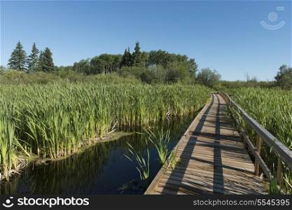 Boardwalk in a Marsh, Riding Mountain National Park, Manitoba, Canada