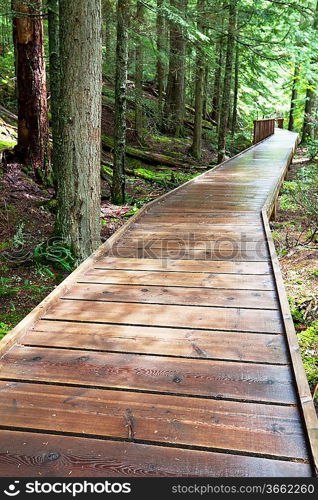 boardwalk in forest