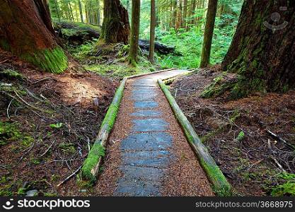 boardwalk in forest