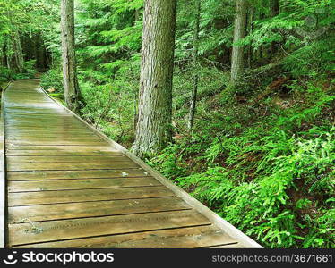 boardwalk in forest