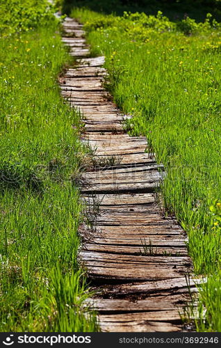 boardwalk in forest