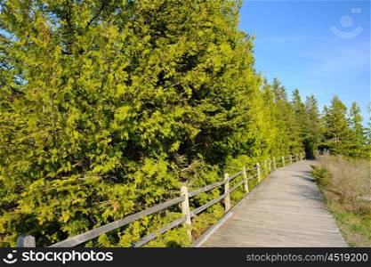 Boardwalk in forest at Presque Isle, MI, USA