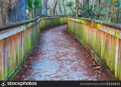 Boardwalk in swamp