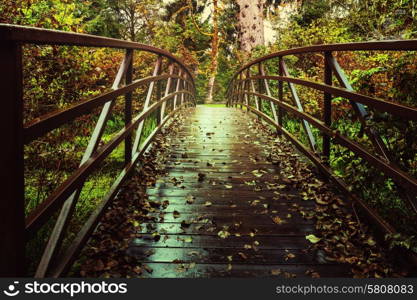 Boardwalk in the forest