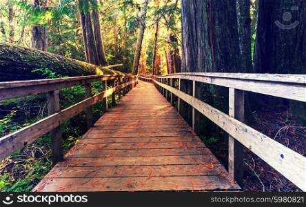 Boardwalk in the forest