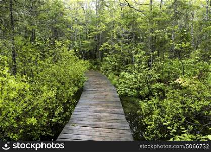 Boardwalk leading towards forest, New Brunswick, Canada