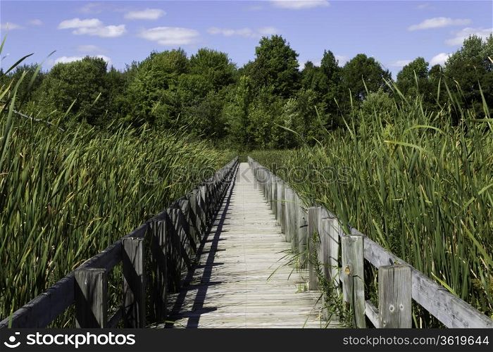 Boardwalk over the marsh