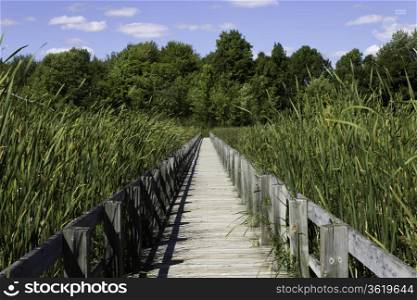 Boardwalk over the marsh