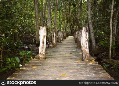 Boardwalk passing through a forest, Cambay Spring, Celestun, Yucatan, Mexico