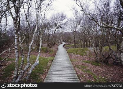 Boardwalk, path, or wooden plank bridge between trees and shrubs in the Vogelkoje area, Amrum, North Frisian Islands, Schleswig-Holstein, Germany