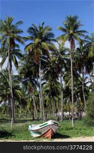 Boat and coconut tree plantation on the Nilaveli beach, Sri Lanka