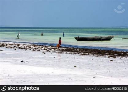 boat people and seaweed in the blue lagoon relax of zanzibar africa