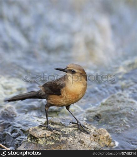 Boat-Tailed Grackle Female On A Rock