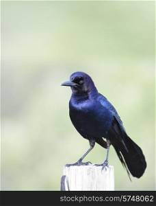 Boat-Tailed Grackle Male Perching