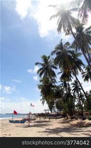 Boats and palm trees on the Upuveli beach, Sri Lanka