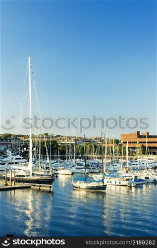 Boats docked at a harbor, Boston, Massachusetts, USA