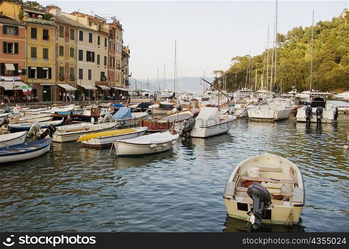Boats moored at a harbor, Italian Riviera, Portofino, Genoa, Liguria, Italy