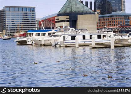 Boats moored at a harbor, National Aquarium, Inner Harbor, Baltimore, Maryland, USA