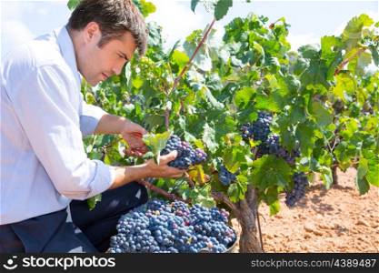 Bobal harvesting with harvester farmer winemaker in Mediterranean