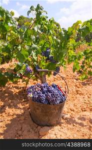bobal harvesting with wine grapes harvest in Mediterranean