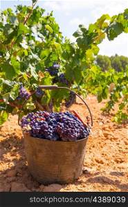 bobal harvesting with wine grapes harvest in Mediterranean