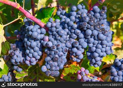 Bobal Wine grapes in vineyard raw ready for harvest in Mediterranean