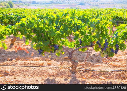 Bobal Wine grapes in vineyard raw ready for harvest in Mediterranean