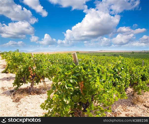 bobal wine grapes ready for harvest in Mediterranean vineyard
