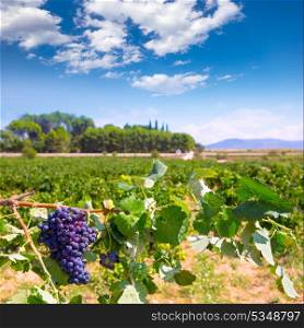 bobal wine grapes ready for harvest in Mediterranean vineyard