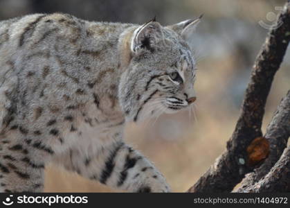 Bobcat making his moves in the wilderness.