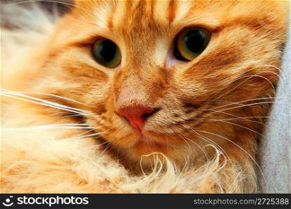 bobtail red cat close-up portrait