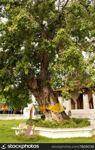 Boddhi treee near temple in inner yard of buddhist temple in Ayuthaya, central Thailand