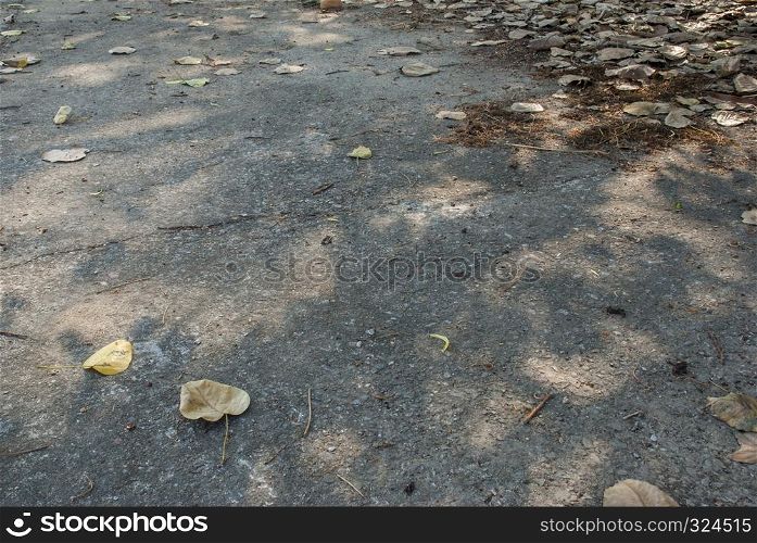 bodhi leaf fell on the path In the summer of Thailand Suitable for making background images