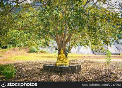 Bodhi tree and green bodhi leaf with Buddha statue at temple thailand, Tree of buddhism